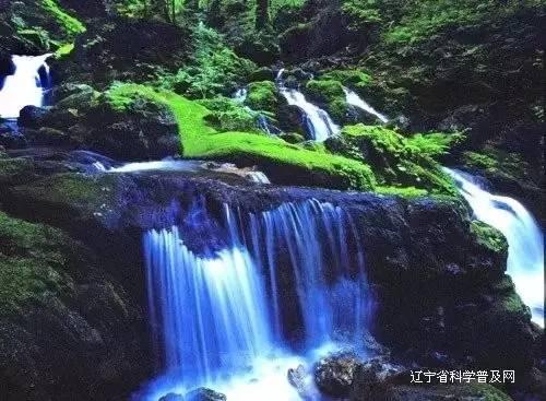 年货中的山野之鲜